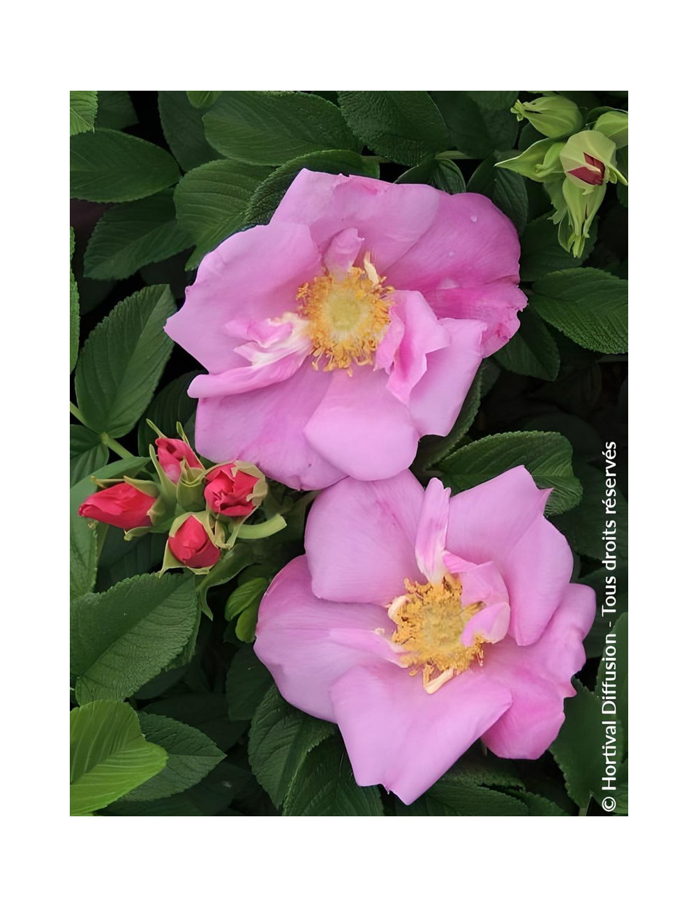 ROSA rugosa ANGELIA® PINK - Rosier du Japon, rosier rugueux