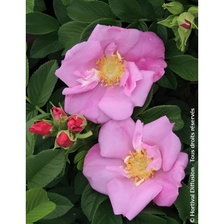 ROSA rugosa ANGELIA® PINK - Rosier du Japon, rosier rugueux