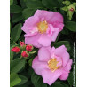 ROSA rugosa ANGELIA® PINK - Rosier du Japon, rosier rugueux ROSA rugosa ANGELIA® PINK - Rosier du Japon, rosier rugueux