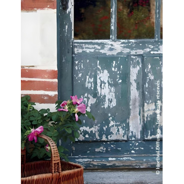 ROSA rugosa ANGELIA® PINK - Rosier du Japon, rosier rugueux