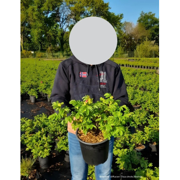 ROSA rugosa ANGELIA® WHITE - Rosier du Japon, rosier rugueux En pot de 4-5 litres buisson