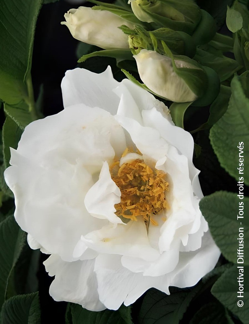 ROSA rugosa ANGELIA® WHITE - Rosier du Japon, rosier rugueux ROSA rugosa ANGELIA® WHITE - Rosier du Japon, rosier rugueux