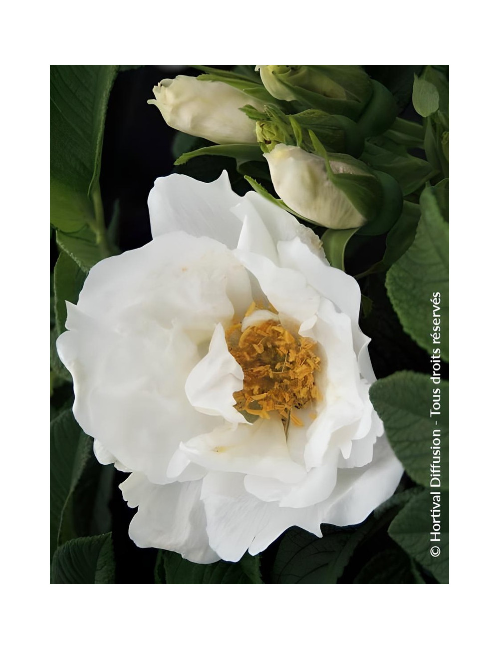 ROSA rugosa ANGELIA® WHITE - Rosier du Japon, rosier rugueux