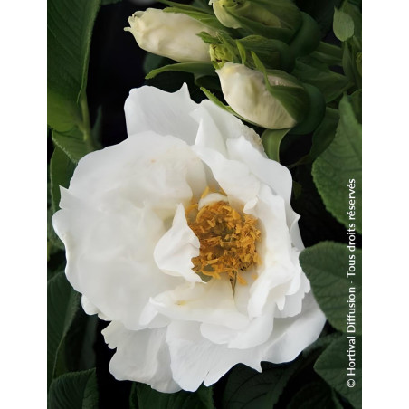 ROSA rugosa ANGELIA® WHITE - Rosier du Japon, rosier rugueux