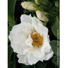 ROSA rugosa ANGELIA® WHITE - Rosier du Japon, rosier rugueux ROSA rugosa ANGELIA® WHITE - Rosier du Japon, rosier rugueux