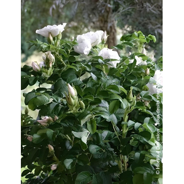 ROSA rugosa ANGELIA® WHITE - Rosier du Japon, rosier rugueux