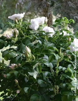 ROSA rugosa ANGELIA® WHITE - Rosier du Japon, rosier rugueux