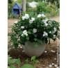 ROSA rugosa ANGELIA® WHITE - Rosier du Japon, rosier rugueux ROSA rugosa ANGELIA® WHITE - Rosier du Japon, rosier rugueux
