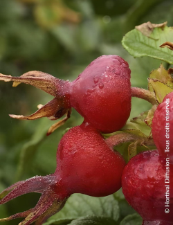 ROSA rugosa ANGELIA® PURPLE - Rosier du Japon, rosier rugueux