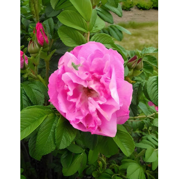 ROSA rugosa ANGELIA® PURPLE - Rosier du Japon, rosier rugueux