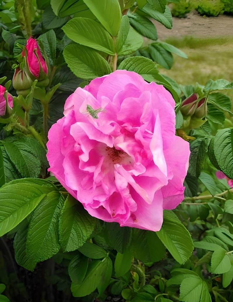 ROSA rugosa ANGELIA® PURPLE - Rosier du Japon, rosier rugueux ROSA rugosa ANGELIA® PURPLE - Rosier du Japon, rosier rugueux