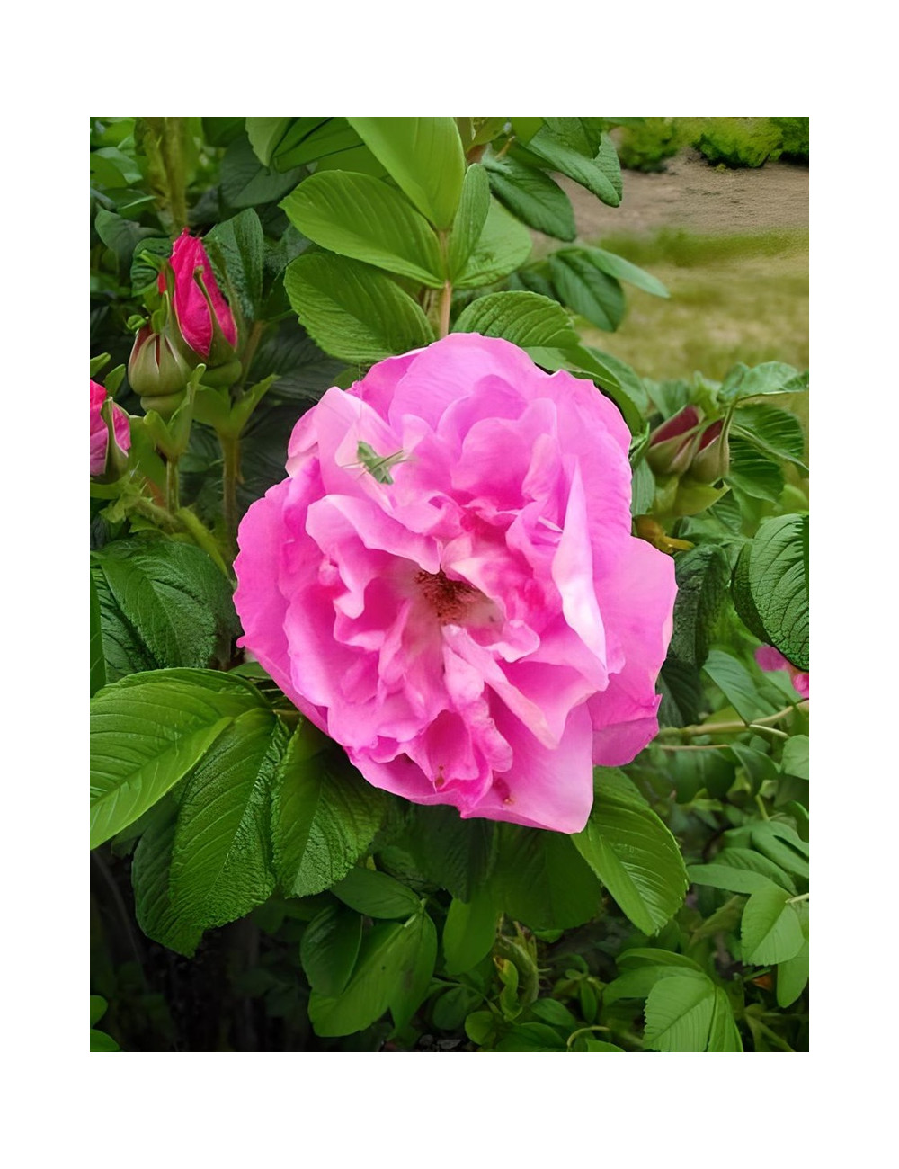 ROSA rugosa ANGELIA® PURPLE - Rosier du Japon, rosier rugueux