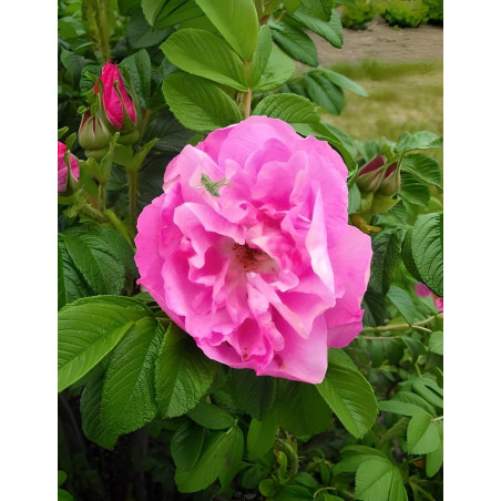 ROSA rugosa ANGELIA® PURPLE - Rosier du Japon, rosier rugueux
