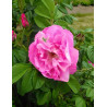 ROSA rugosa ANGELIA® PURPLE - Rosier du Japon, rosier rugueux ROSA rugosa ANGELIA® PURPLE - Rosier du Japon, rosier rugueux