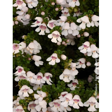 PROSTANTHERA cuneata - Menthe alpine buissonnante