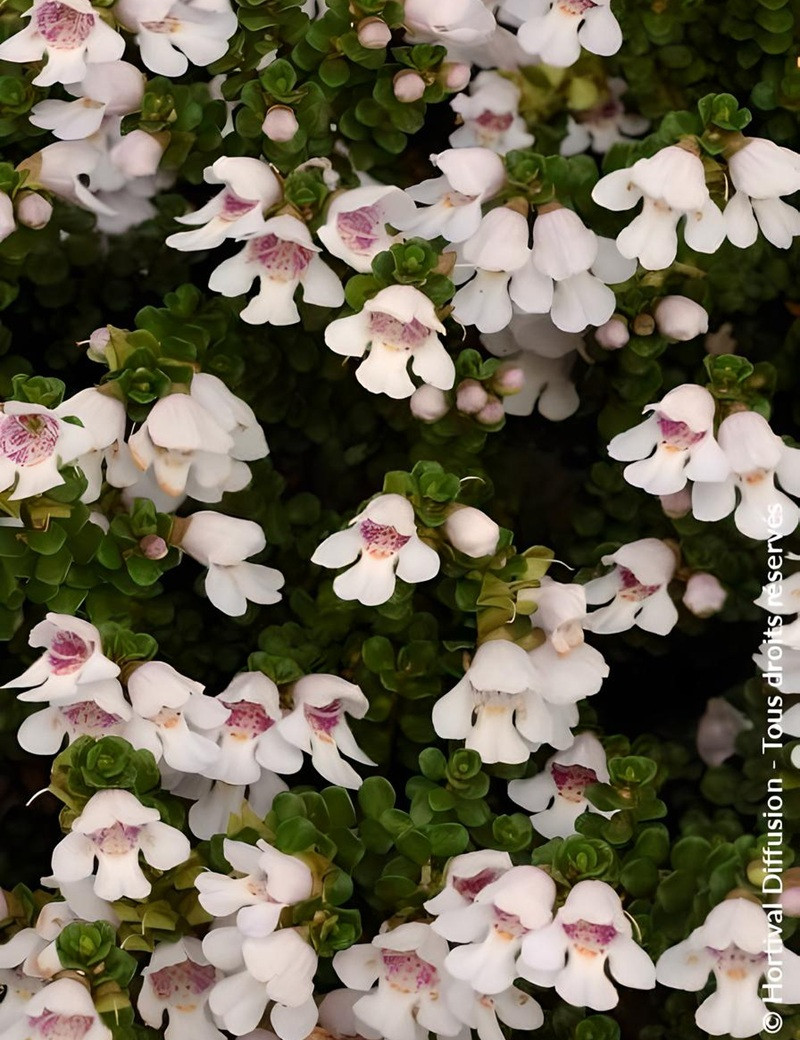 PROSTANTHERA cuneata - Menthe alpine buissonnante PROSTANTHERA cuneata - Menthe alpine buissonnante