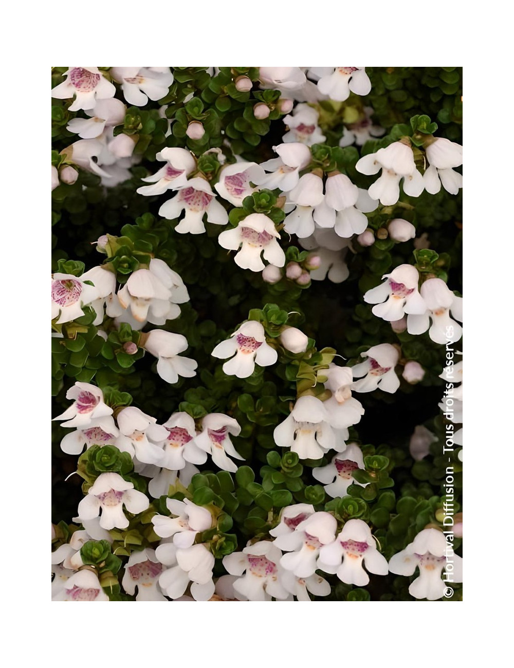 PROSTANTHERA cuneata - Menthe alpine buissonnante