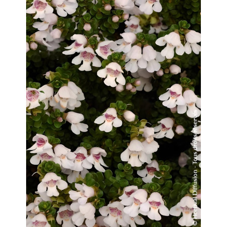 PROSTANTHERA cuneata - Menthe alpine buissonnante