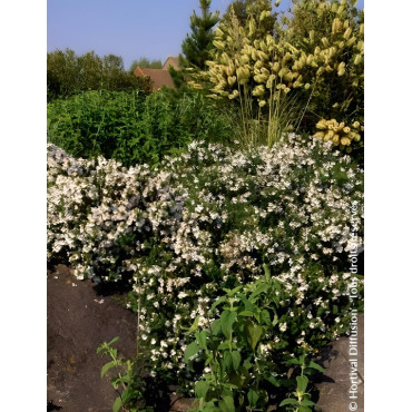 PROSTANTHERA cuneata - Menthe alpine buissonnante