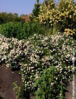 PROSTANTHERA cuneata - Menthe alpine buissonnante