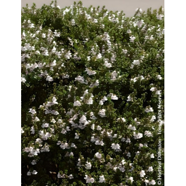 PROSTANTHERA cuneata - Menthe alpine buissonnante