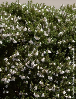 PROSTANTHERA cuneata - Menthe alpine buissonnante