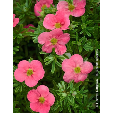 POTENTILLA fruticosa BELLISSIMA® - Potentille