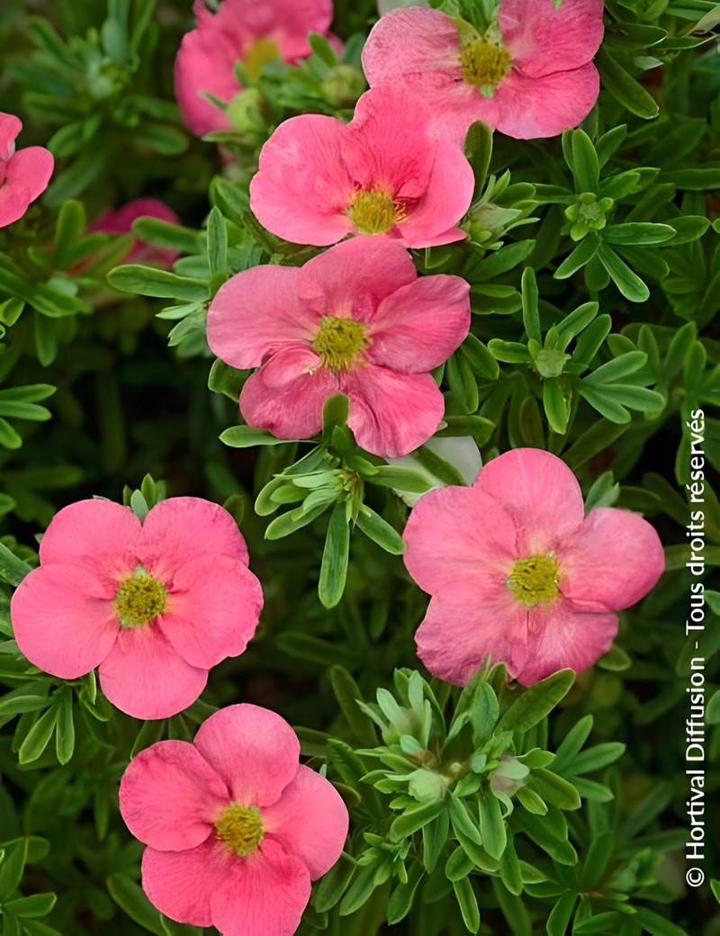 POTENTILLA fruticosa BELLISSIMA® - Potentille