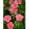 POTENTILLA fruticosa BELLISSIMA® - Potentille