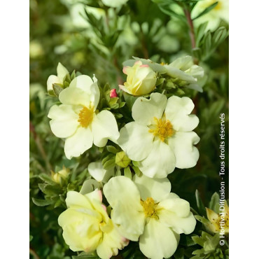POTENTILLA fruticosa CREAM'ISSIMA® - Potentille