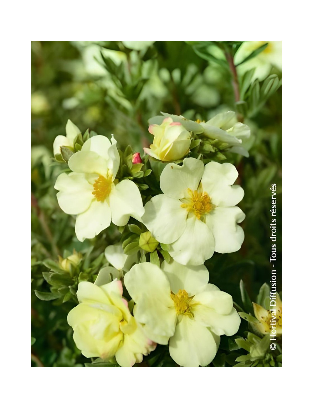 POTENTILLA fruticosa CREAM'ISSIMA® - Potentille