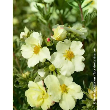 POTENTILLA fruticosa CREAM'ISSIMA® - Potentille