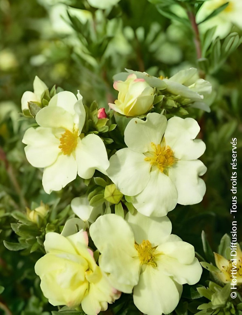 POTENTILLA fruticosa CREAM'ISSIMA® - Potentille