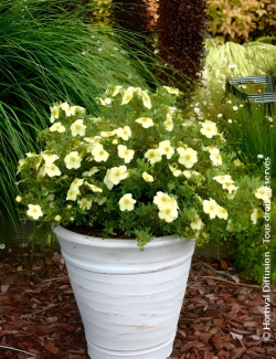POTENTILLA fruticosa CREAM'ISSIMA® - Potentille