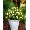 POTENTILLA fruticosa CREAM'ISSIMA® - Potentille