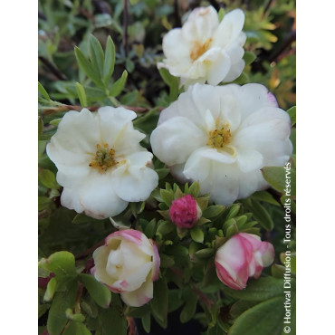 POTENTILLA fruticosa DOUBLE PUNCH® CREAM- Potentille