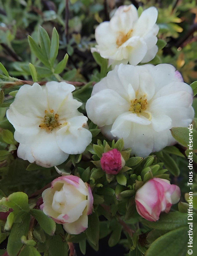 POTENTILLA fruticosa DOUBLE PUNCH® CREAM- Potentille