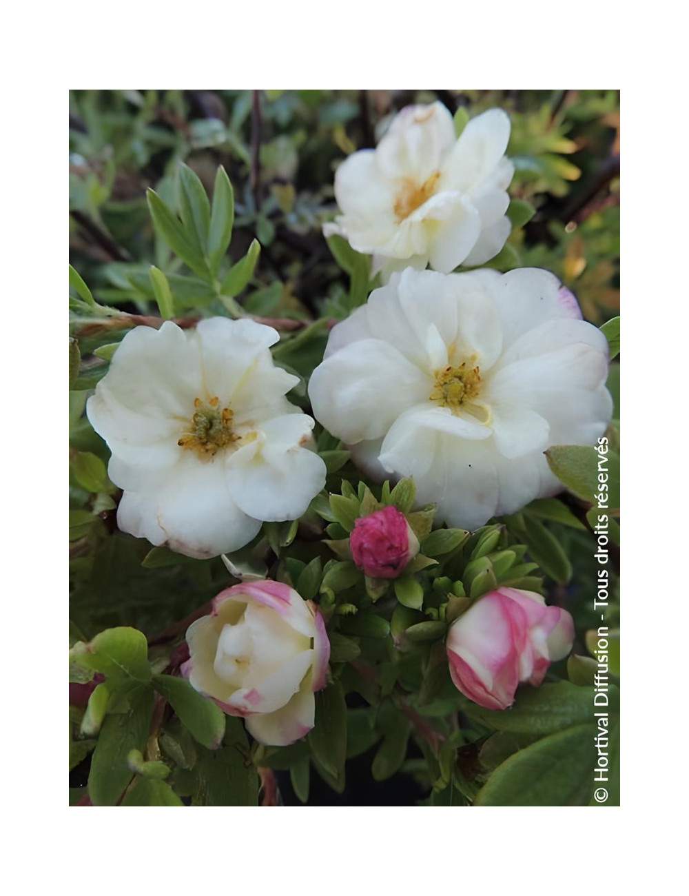 POTENTILLA fruticosa DOUBLE PUNCH® CREAM- Potentille