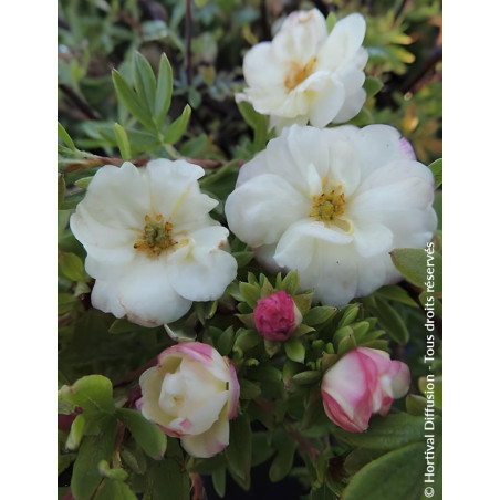 POTENTILLA fruticosa DOUBLE PUNCH® CREAM- Potentille