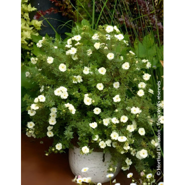 POTENTILLA fruticosa DOUBLE PUNCH® CREAM- Potentille