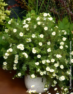 POTENTILLA fruticosa DOUBLE PUNCH® CREAM- Potentille