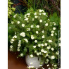 POTENTILLA fruticosa DOUBLE PUNCH® CREAM- Potentille