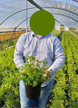 POTENTILLA fruticosa DOUBLE PUNCH® GOLD- Potentille