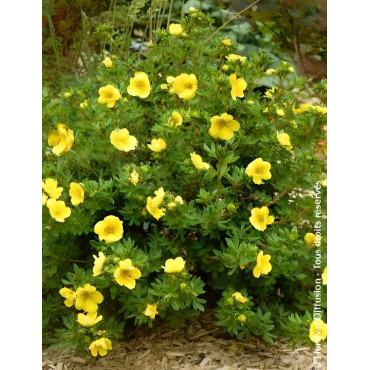 POTENTILLA fruticosa DOUBLE PUNCH® GOLD- Potentille