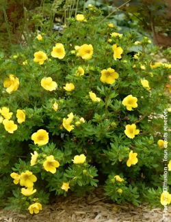 POTENTILLA fruticosa DOUBLE PUNCH® GOLD- Potentille