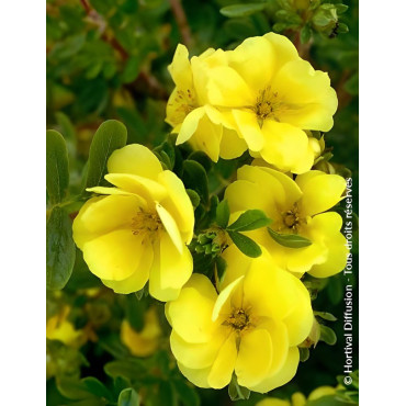 POTENTILLA fruticosa DOUBLE PUNCH® GOLD- Potentille