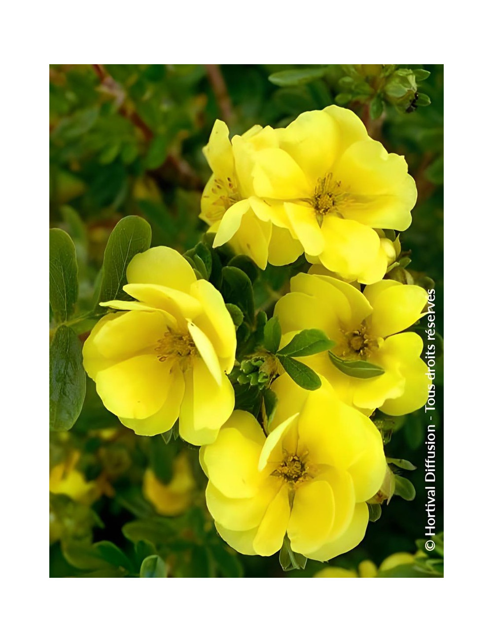 POTENTILLA fruticosa DOUBLE PUNCH® GOLD- Potentille