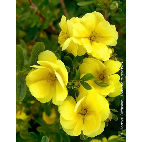 POTENTILLA fruticosa DOUBLE PUNCH® GOLD- Potentille