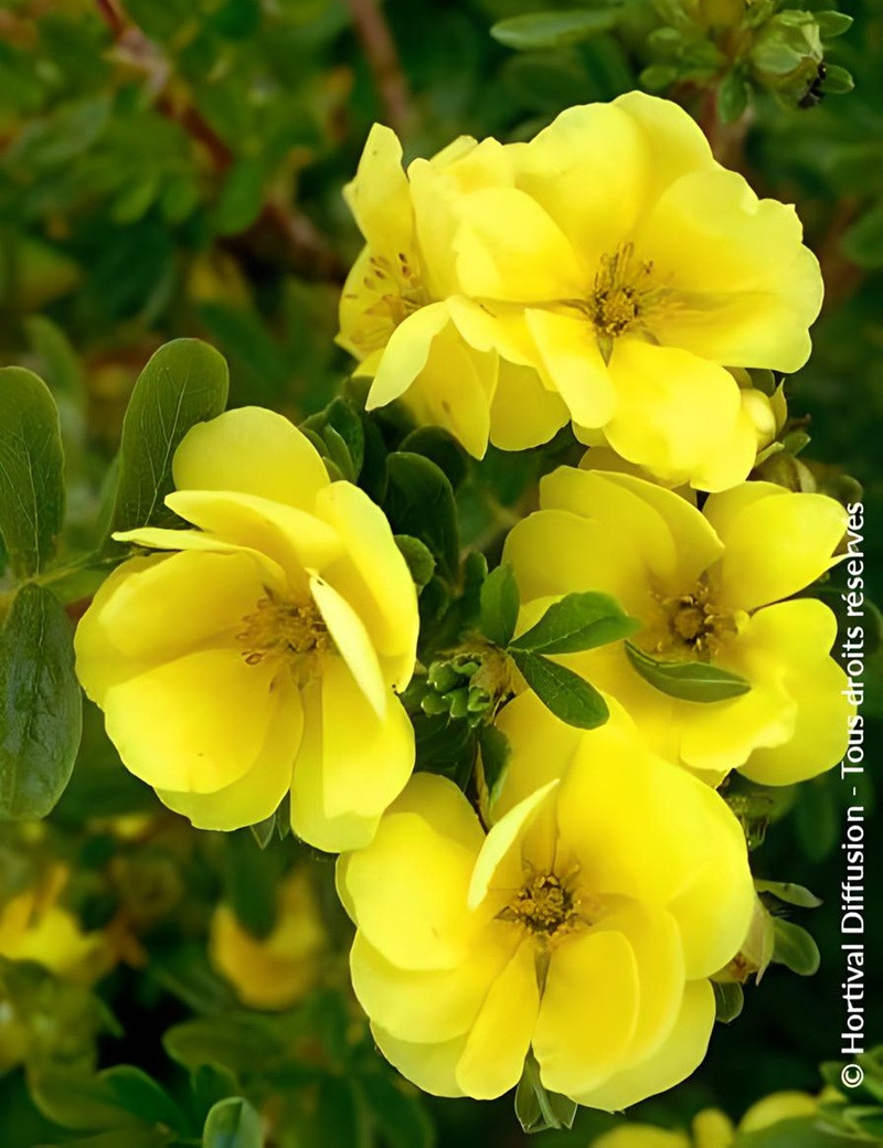 POTENTILLA fruticosa DOUBLE PUNCH® GOLD- Potentille