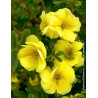 POTENTILLA fruticosa DOUBLE PUNCH® GOLD- Potentille